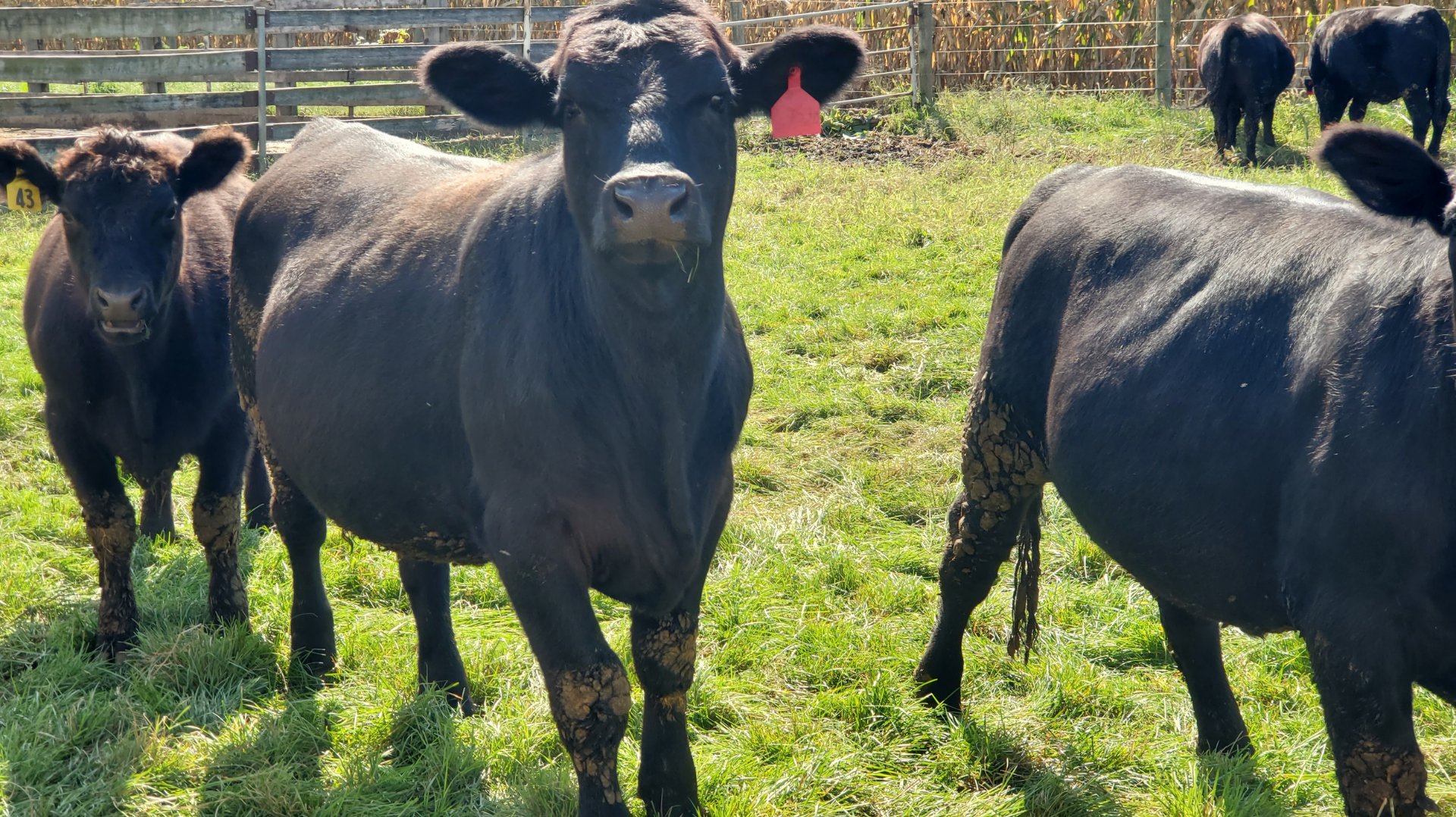 Grass Fed Beef Shares in Lancaster, PA | Long Farm Meats