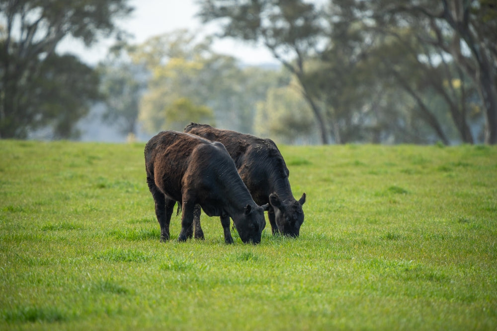 Long Farm Meats Grass Fed Beef Shares | Order Online